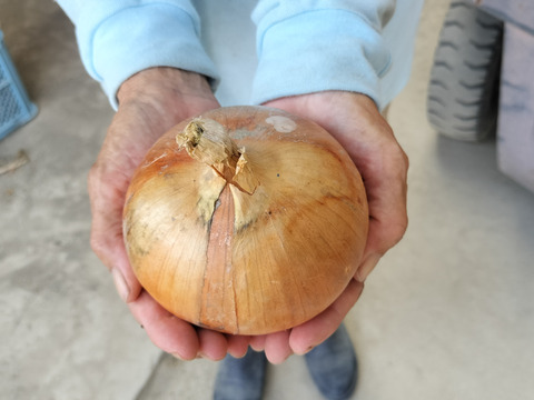 【農家直送】焼いて甘い！淡路島産 大玉玉ねぎ　ターザン5kg