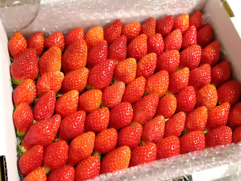 【母の日ギフト】
トクトク🍓いちごの宝石箱！
朝摘み完熟❤️酵素栽培の
こだわりとちおとめ