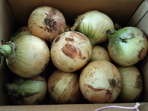 今が旬！！納豆菌栽培淡路島産　新玉ねぎ大玉5ｋｇ　兵庫認証品（残留農薬不検出）