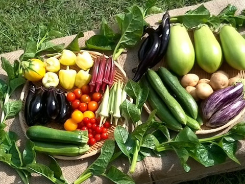 買い物時短セット
・自然栽培野菜Mセット7～9種類
・自然栽培米3kg（2021年産・白米）