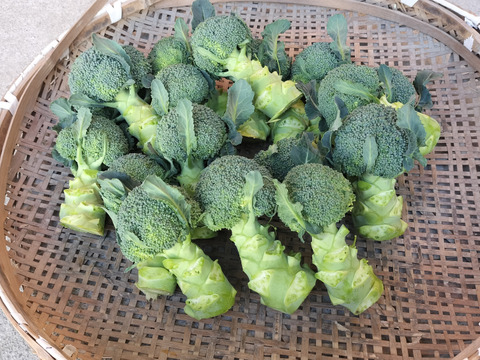 淡路産　朝採れミニミニブロッコリー