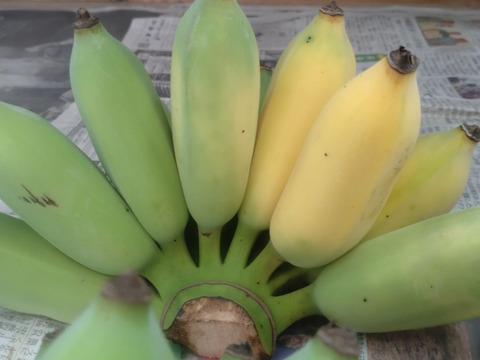 もちっと　とろける甘さアップルバナナ　3㎏