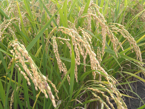【お試し】緑肥栽培のお米　夢つくし　福岡産　1.5kg　8年産