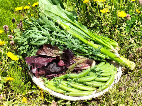 お米と新鮮野菜セットA（米2kg、５種類以上）