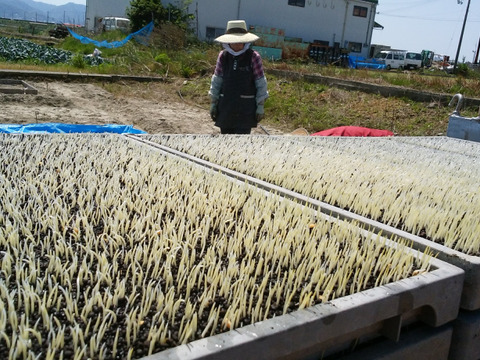 【令和7年新米】　玄米５kg　コシヒカリ　淡路島産