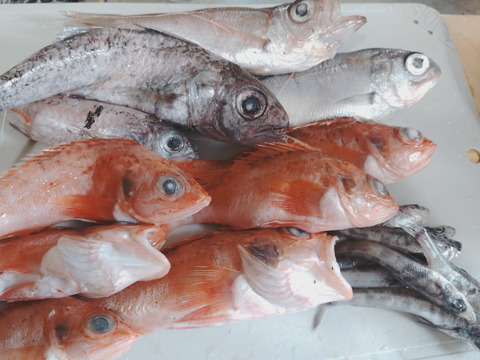 【9月先行予約】【魚ガチャ】何が入っているかわからない［未利用魚］おかず