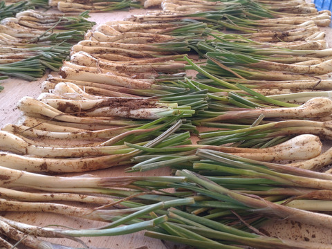 土付き　沖縄島ラッキョウ　5㎏