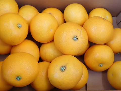 紀の川八朔M寸5kg（箱込み）　お買い得！