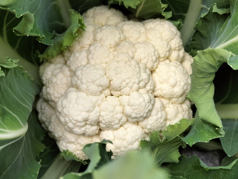 採れたてカリフラワーの野菜セット（4種類以上）