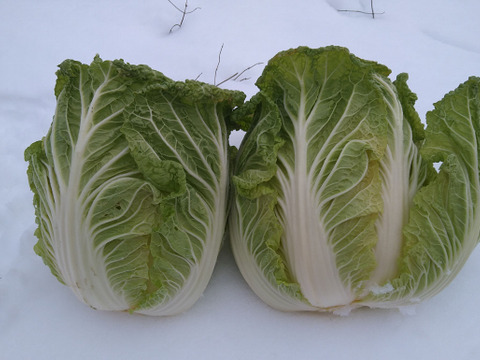 京の冬野菜セット【漢方栽培】