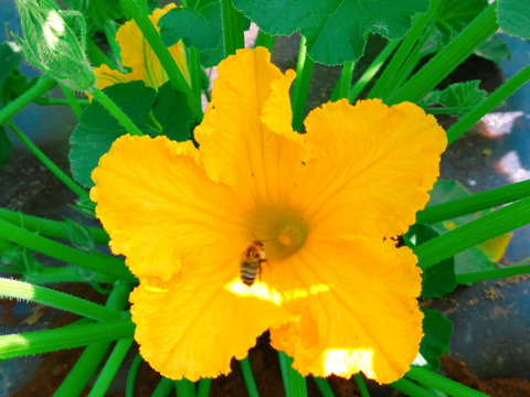 R7年産北海道🎃かぼちゃ🎃約4.5kg　ホクホク甘い‼️