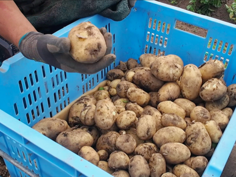 農薬除草剤不使用 新品種 しっとり甘く煮崩れしにくいピルカ じゃがいも 2kg 石川県産 食べチョク 農家 漁師の産直ネット通販 旬の食材を生産者直送