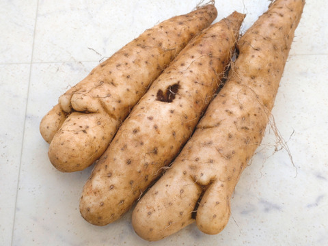 正規品売り切れの為
【⚠️規格外】小さなナガイモ4.5kg販売します★物価高騰､生活応援価格‼️