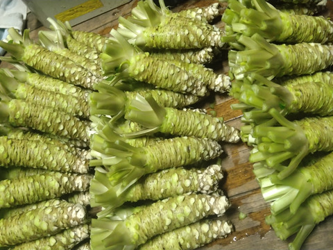 “本物の味“　静岡　梅ヶ島　『わさび』3本　（1本  100g前後サイズ）