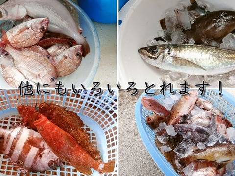 庄内沖直送・予約制 3kg 海鮮満喫ボックス  （予約制・即日発送・下処理オプション付）