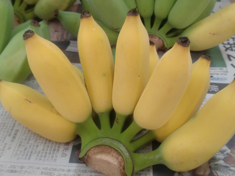 もちっと　とろける甘さアップルバナナ　3㎏