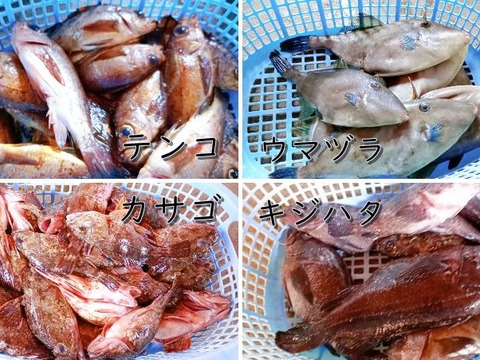 庄内沖直送・予約制 3kg 海鮮満喫ボックス  （予約制・即日発送・下処理オプション付）