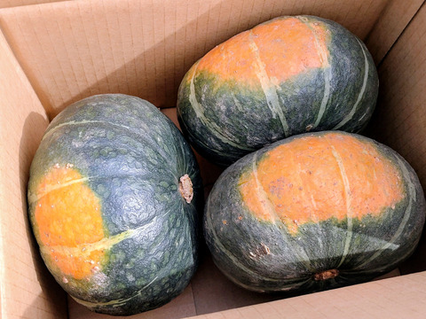 R7年産北海道🎃かぼちゃ🎃約4.5kg　ホクホク甘い‼️