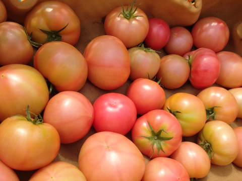 【大満足の4.5kg以上！】訳あり品につき特価で！ふぞろいのトマトたち