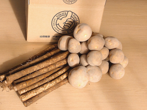 【とうや☆ごぼう】香りと甘みと柔らかさが自慢のごぼう❣️濃い味とうや❣️とうや約1.7kg✕2袋とごぼう約1.5kgセット