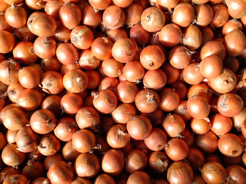 諸物価高騰応援価格‼️甘さと食感が…タマネギSサイズ5kg×2箱¥1,150円❗️2箱同梱で送料節約
北海道　直播玉ねぎ