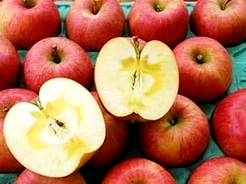 【りんごの予約】福島の蜜入り林檎　サンふじ10ｋｇ（32～46玉）　ギフト・贈答用【12月お届け】