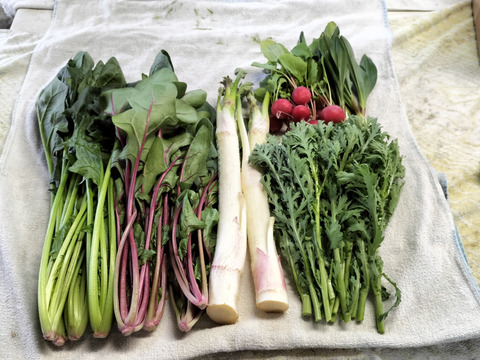 お米と新鮮野菜セットA（米2kg、５種類以上）