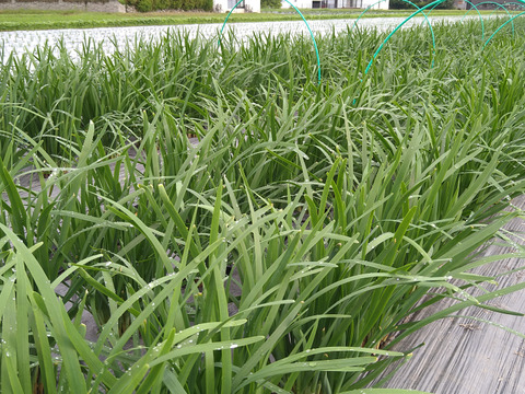 シャキシャキで味の濃い『にら』100g×10束