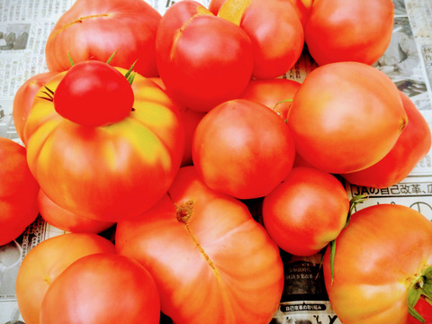 【大満足の4.5kg以上！】訳あり品につき特価で！ふぞろいのトマトたち