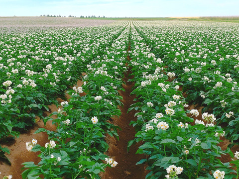 R7年産‼️完熟じゃがいも🥔【濃い味とうや】☆5kg☆