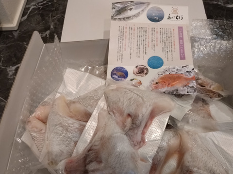 【大人気！】養殖真鯛カマ5パック（サイズ不揃い）