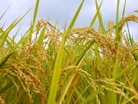 栽培期間中 農薬不使用！【極】白米・4kg　きわだつ大粒！こぴっと米