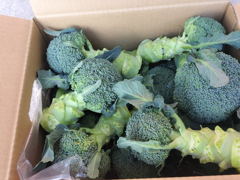 淡路産　朝採れミニミニブロッコリー