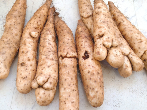 正規品売り切れの為
【⚠️規格外】小さなナガイモ4.5kg販売します★物価高騰､生活応援価格‼️