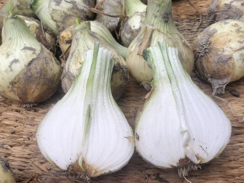 農家直送　淡路島産新玉ねぎ　訳あり5㌔