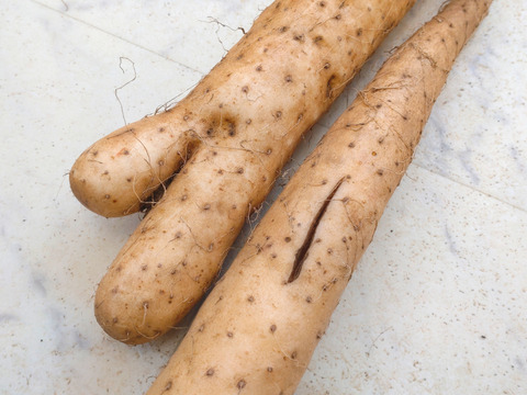 正規品売り切れの為
【⚠️規格外】小さなナガイモ4.5kg販売します★物価高騰､生活応援価格‼️