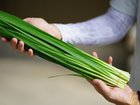 立山連峰の麓　自然豊かな環境で育った甘さと香り豊かなニラ　にら！！栽培期間中農薬、化学肥料不使用　100g×10束 ( 1kg )