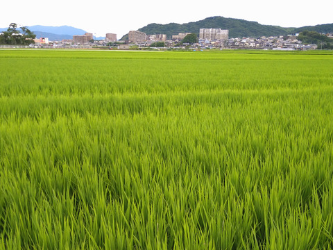 おいしい餅米　かぐらもち　3kg