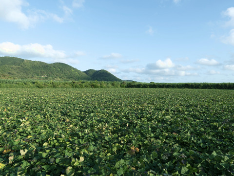 taneco 熟成 種子島安納いも（生いも） 【Ｓサイズ・２kg】