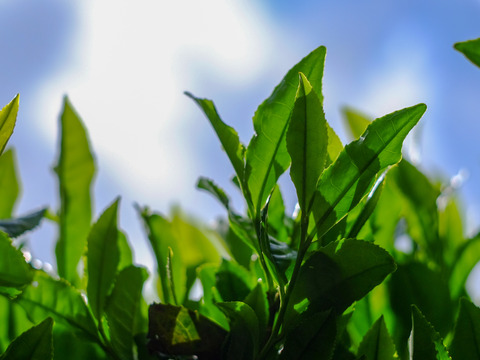 新茶【農薬・化学肥料不使用】上煎茶 やぶきた 静岡県産 100g 3本セット