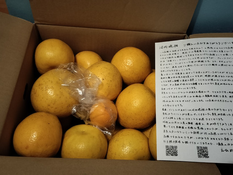 箱込約12㌔　　1,000箱以上売れる　見た目と味のすごい和グレープフルーツ　河内晩柑