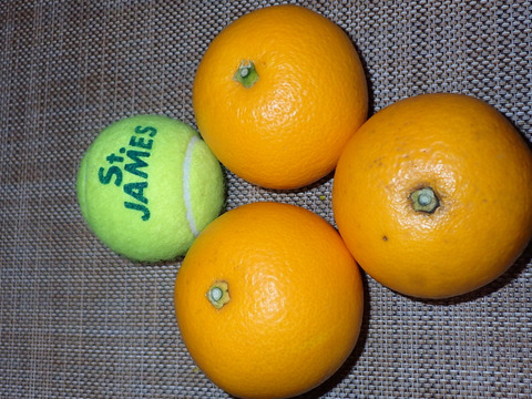 紀の川　八朔　小玉Sサイズ５kg（箱込み）格安！　おいしさは一緒！