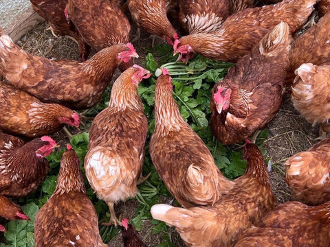 60個入 佐伯養鶏の平飼い卵：大分県産の平飼い｜食べチョク