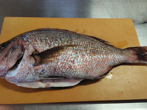 限定価格！！　長崎市フルーツ魚　ゆうこう真鯛　1.3～1.5キロサイズ1尾　　鱗と内臓処理済み
熨斗付き可