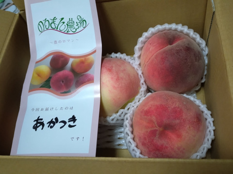 7月運命の出会い⁉️【67品種の桃を栽培】品種は何が届くかお楽しみ！白桃1.5㎏
