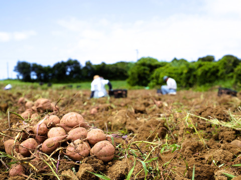 taneco 熟成 種子島安納いも（生いも） 【Ｓサイズ・２kg】