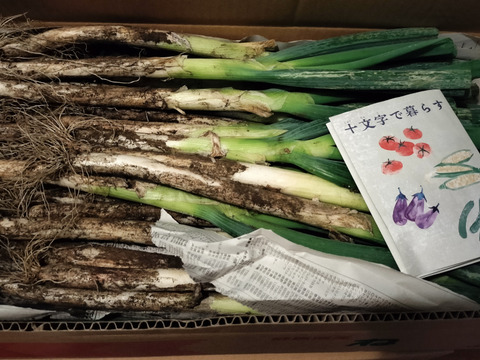 【破格のお値段！業務用向け】猛暑を乗り越えた甘みのある新鮮長ネギ（お徳用５kg・約３０〜４０本）