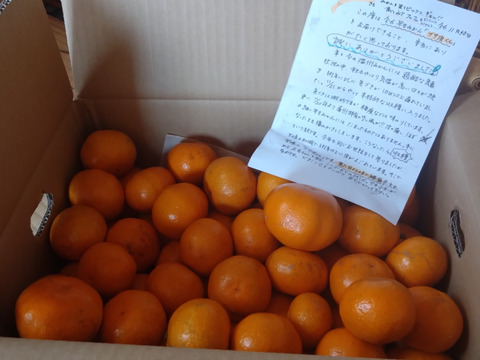 三ヶ日早生みかん「ブサ皮くん」5kg