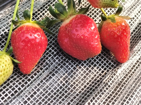 スナップエンドウの野菜セット（4種類以上）