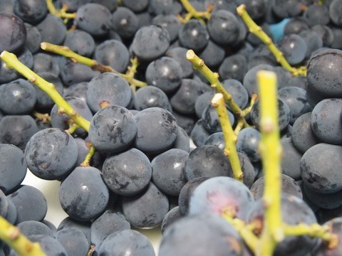 驚きの甘さとコク！種あり巨峰 約4kg(11-16房)※信州の環境にやさしい農産物50％節減（長野県認証）2023